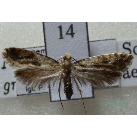 Nemapogon granella (Linnaeus, 1758) Mól ziarniak Czech14